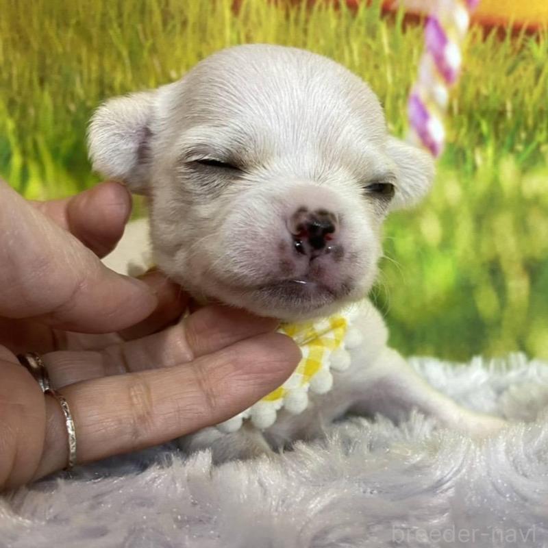 販売中の神奈川県のチワワ(スムースコート)-433294の2枚目