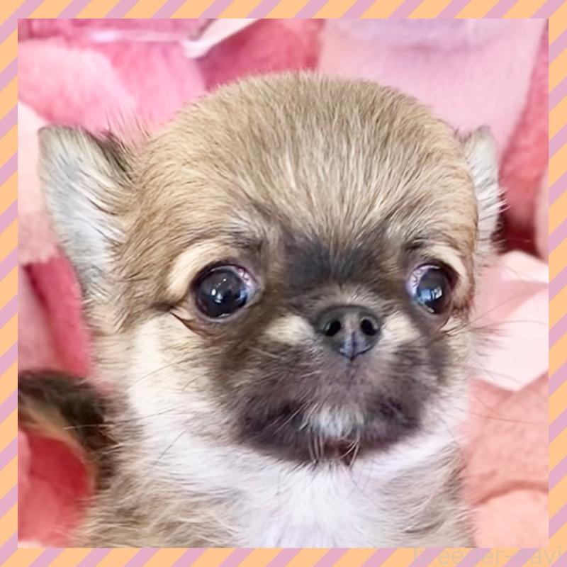 販売中の群馬県のチワワ(ロングコート)-433236