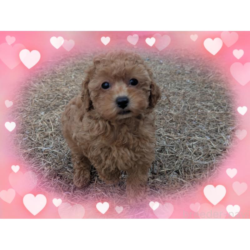 販売中の静岡県のタイニープードル-433299の4枚目