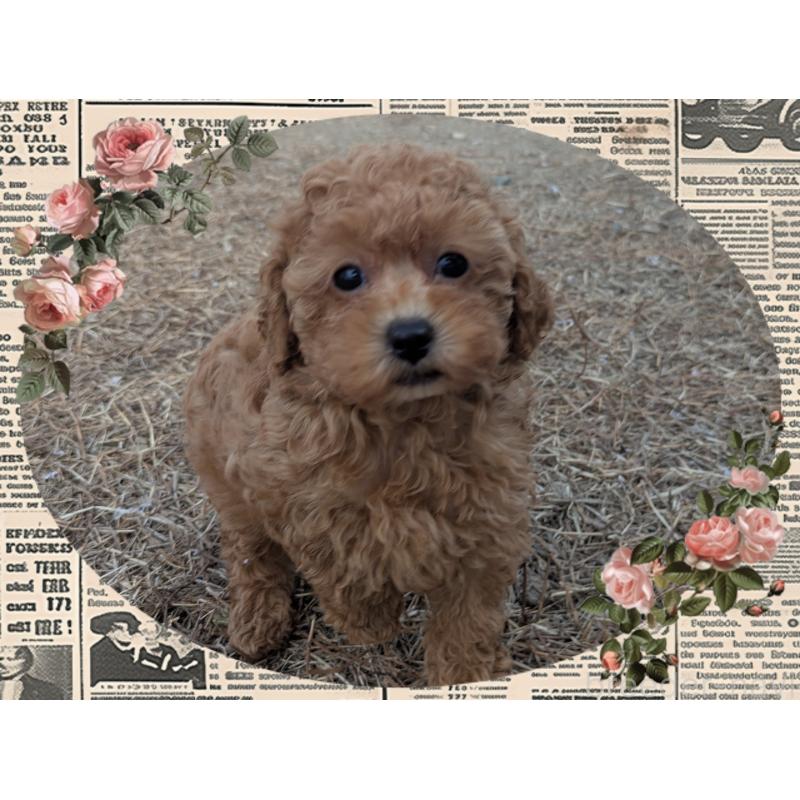 販売中の静岡県のタイニープードル-433299の1枚目