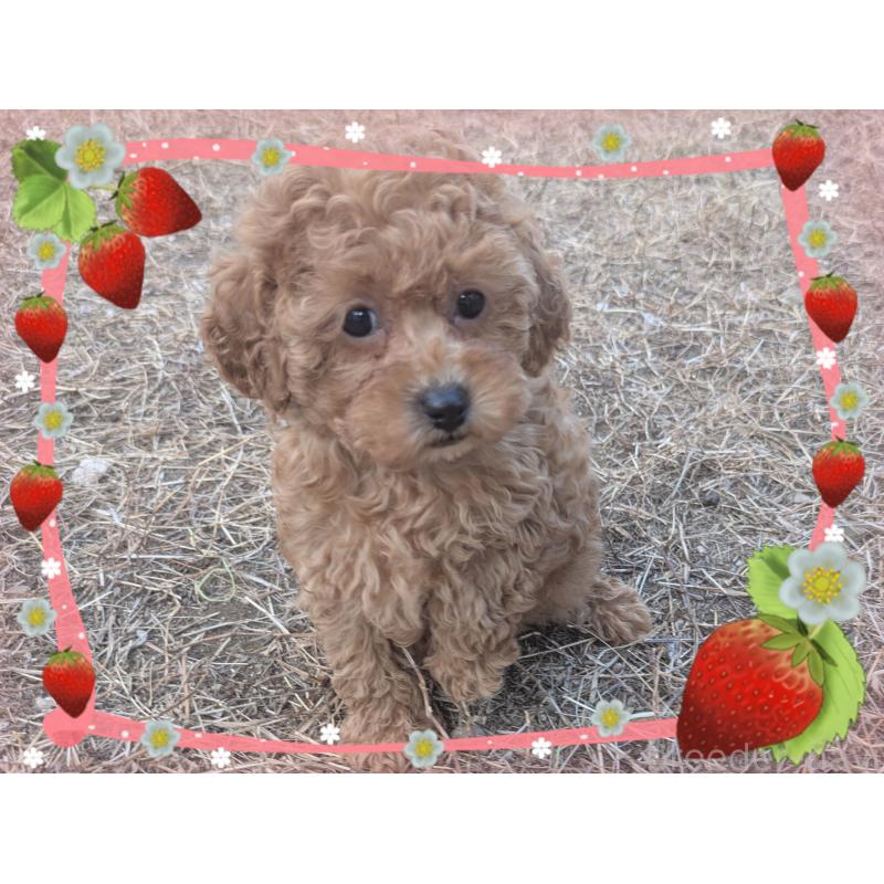 販売中の静岡県のタイニープードル-433299の3枚目