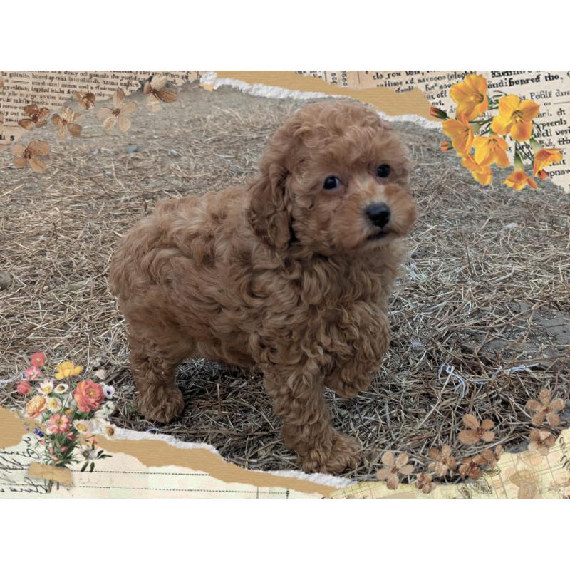 販売中の静岡県のタイニープードル-433299の2枚目