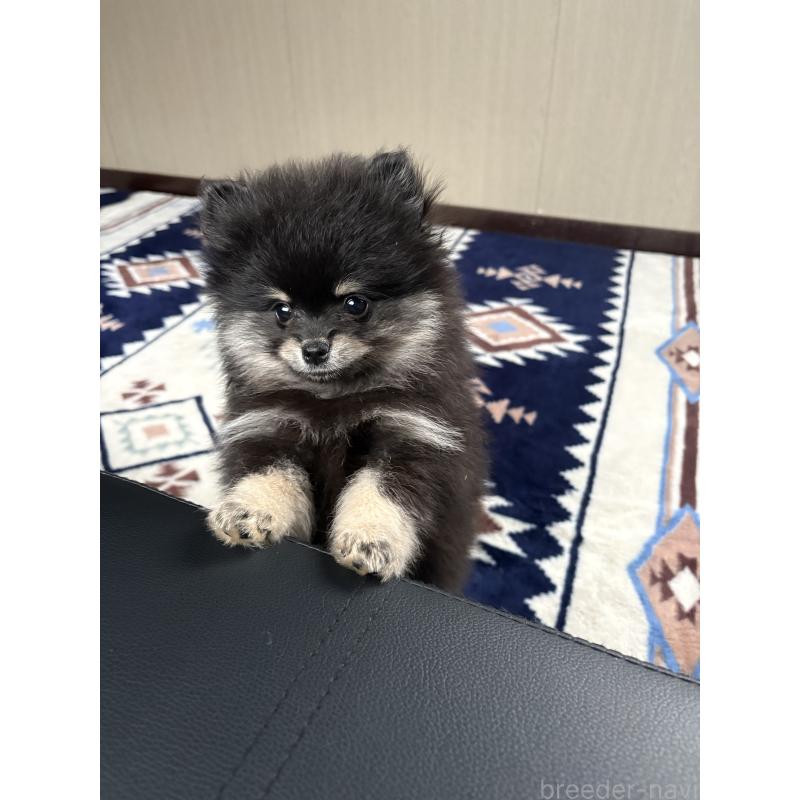 成約済の茨城県のポメラニアン-428923の5枚目