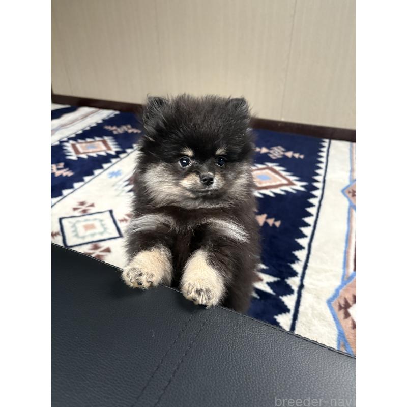 成約済の茨城県のポメラニアン-428923の4枚目