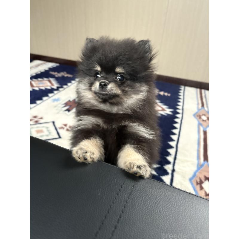 成約済の茨城県のポメラニアン-428923の3枚目