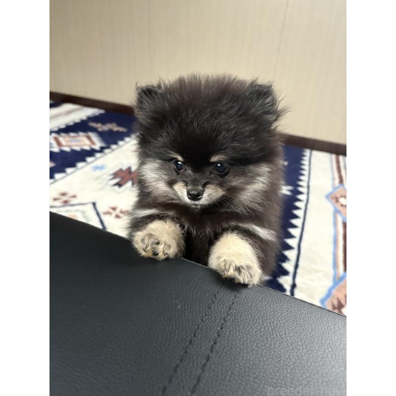 成約済の茨城県のポメラニアン-428923の2枚目