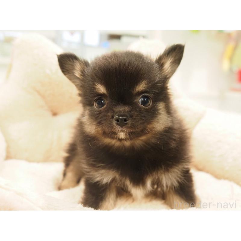 販売中の愛知県のチワワ(ロングコート)-433298の10枚目