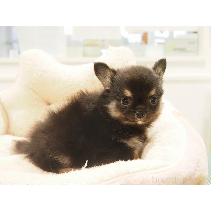 販売中の愛知県のチワワ(ロングコート)-433298の9枚目