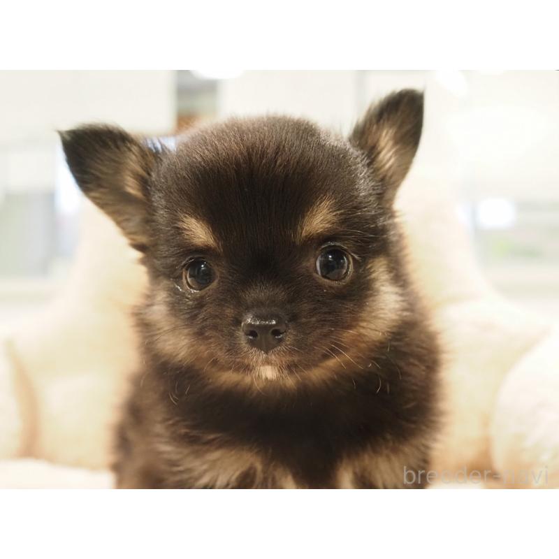 販売中の愛知県のチワワ(ロングコート)-433298の8枚目