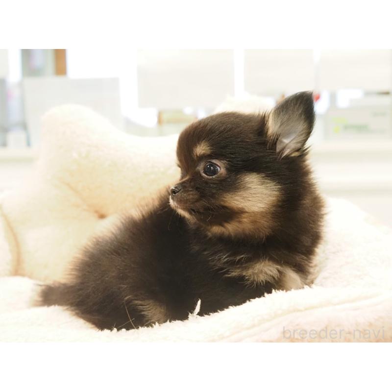 販売中の愛知県のチワワ(ロングコート)-433298の7枚目