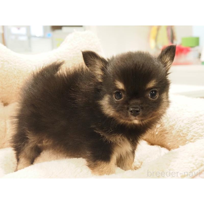 販売中の愛知県のチワワ(ロングコート)-433298の6枚目