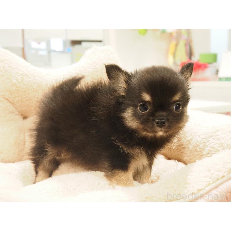 販売中の愛知県のチワワ(ロングコート)-433298の5枚目