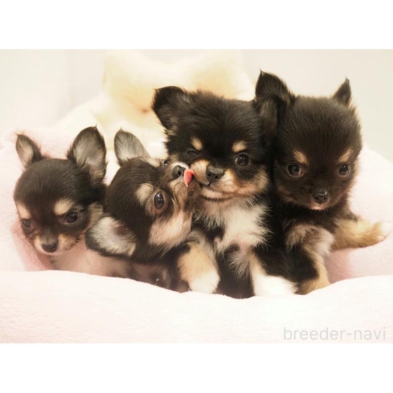 販売中の愛知県のチワワ(ロングコート)-433298の3枚目