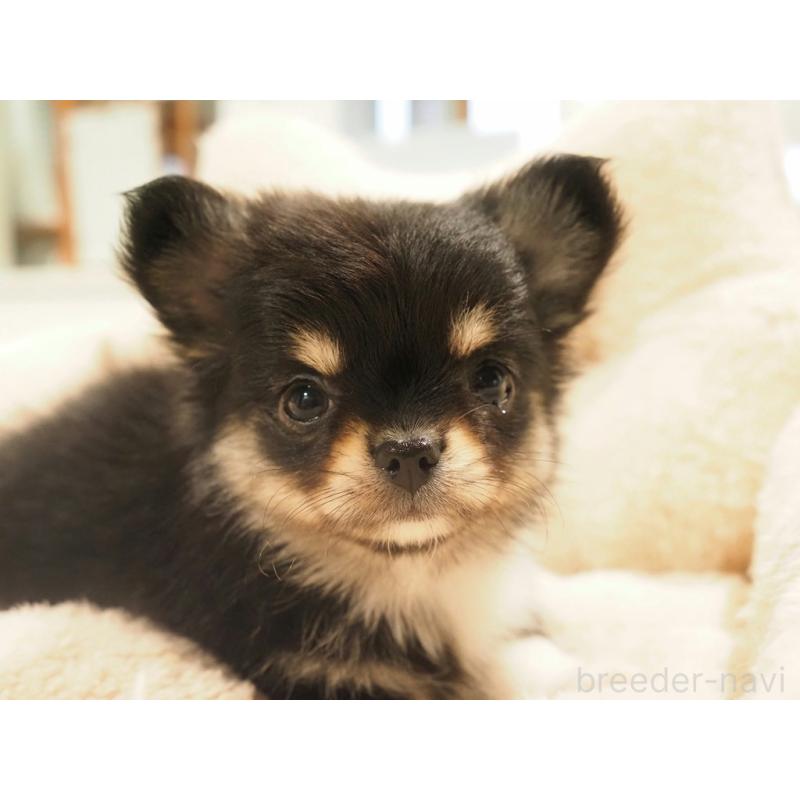 販売中の愛知県のチワワ(ロングコート)-433300の10枚目