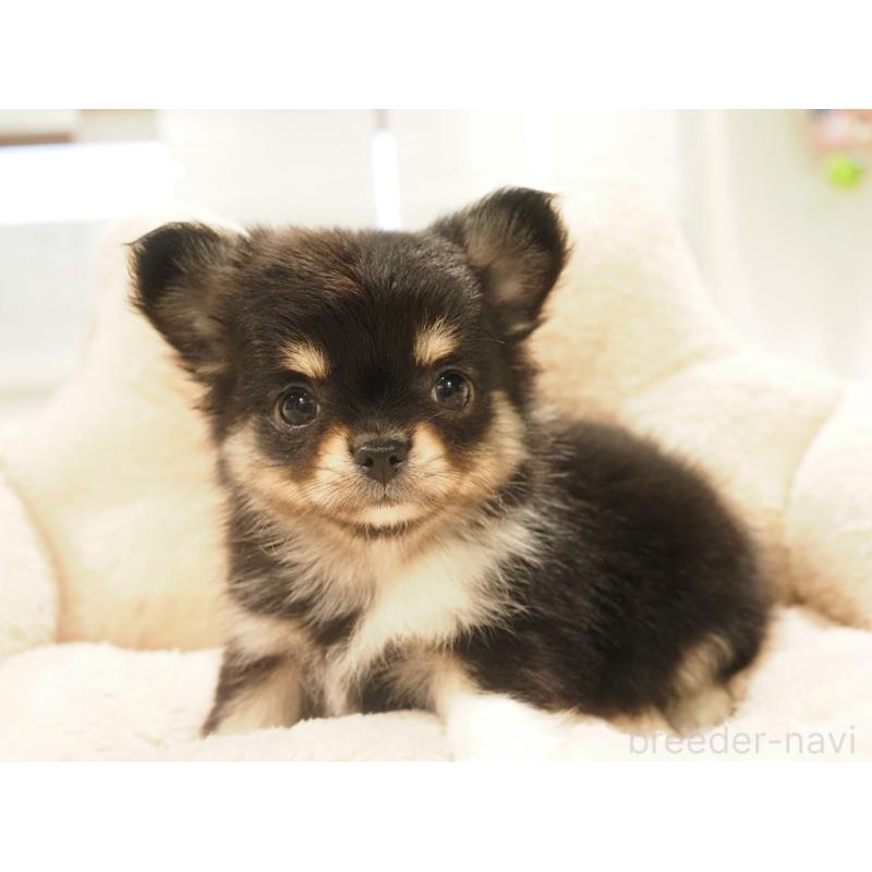 販売中の愛知県のチワワ(ロングコート)-433300の9枚目