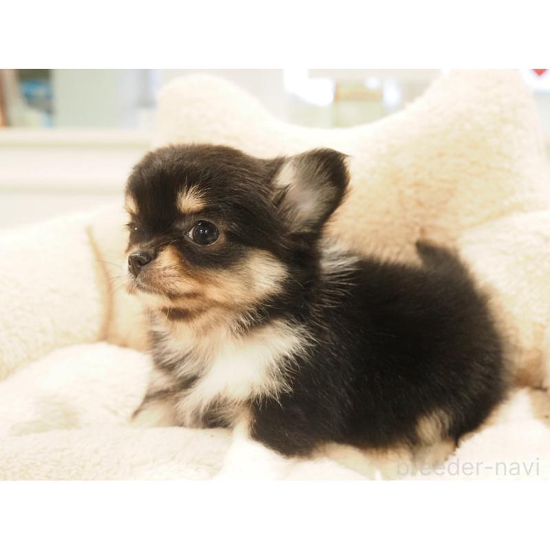 販売中の愛知県のチワワ(ロングコート)-433300の8枚目