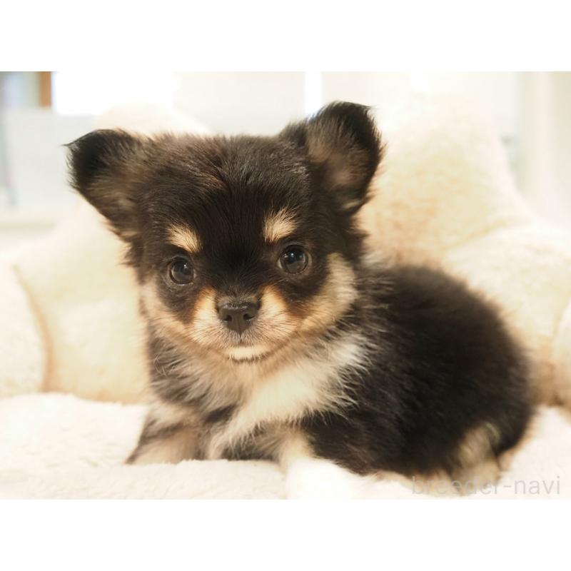 販売中の愛知県のチワワ(ロングコート)-433300の7枚目