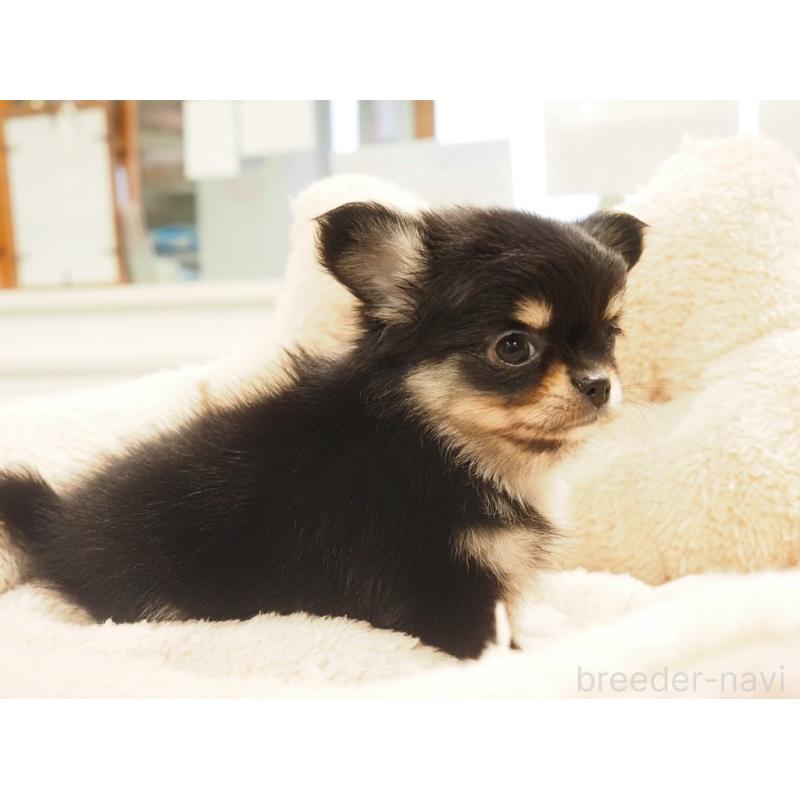 販売中の愛知県のチワワ(ロングコート)-433300の6枚目