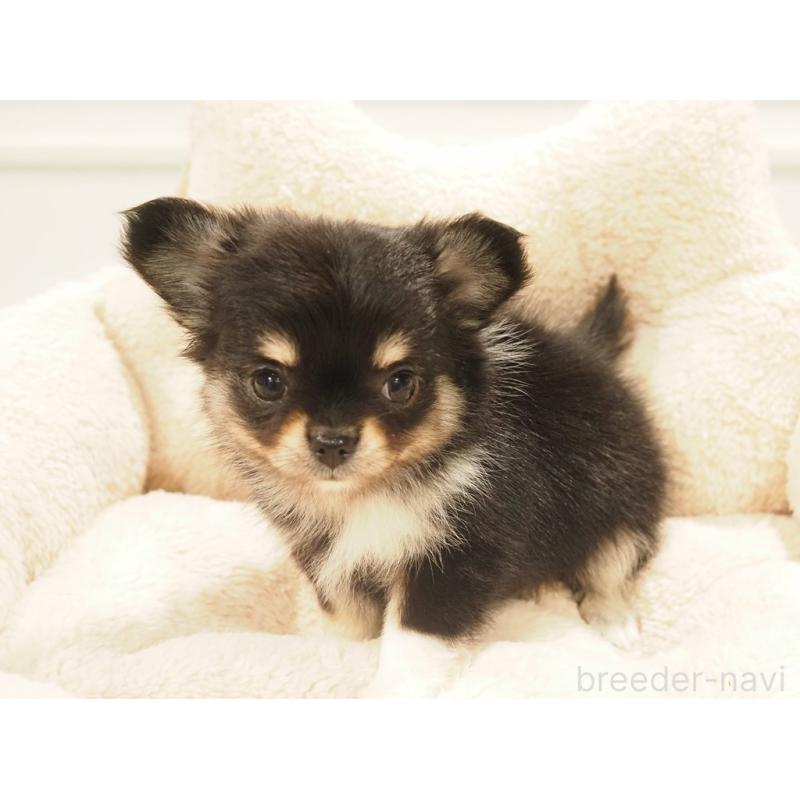 販売中の愛知県のチワワ(ロングコート)-433300の5枚目