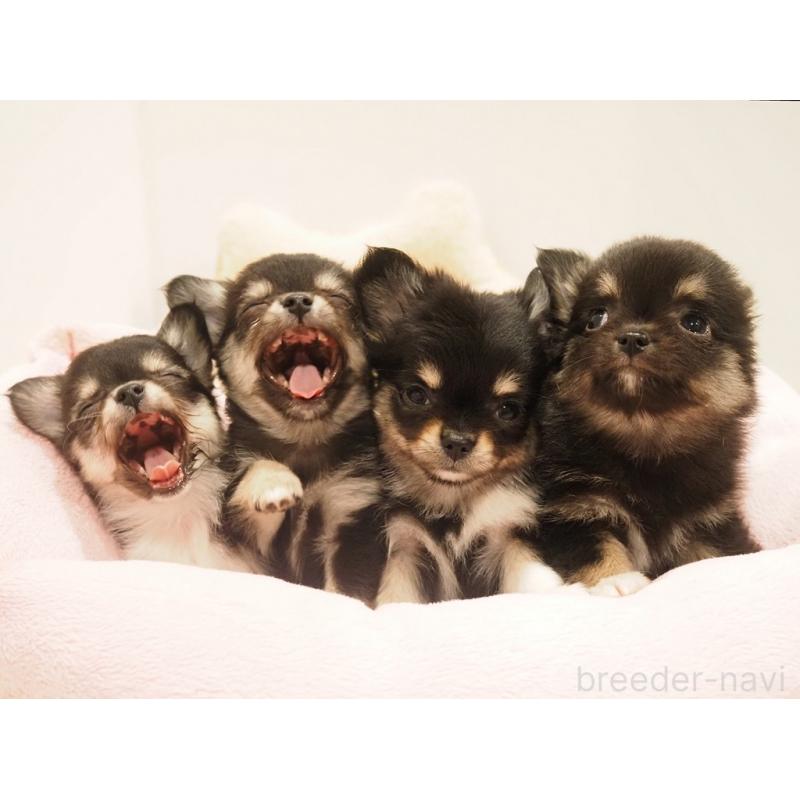 販売中の愛知県のチワワ(ロングコート)-433300の4枚目