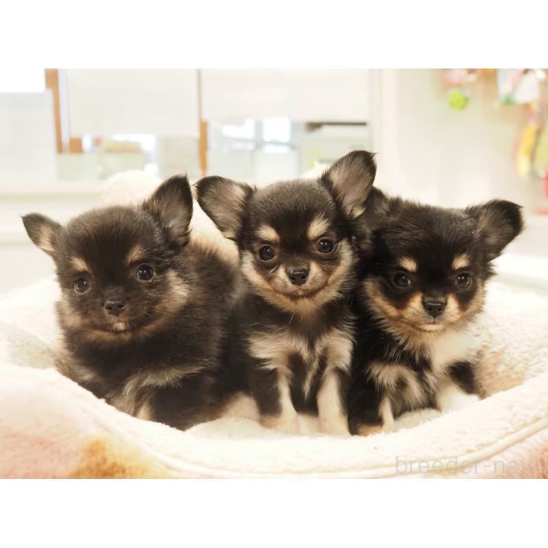 販売中の愛知県のチワワ(ロングコート)-433300の2枚目