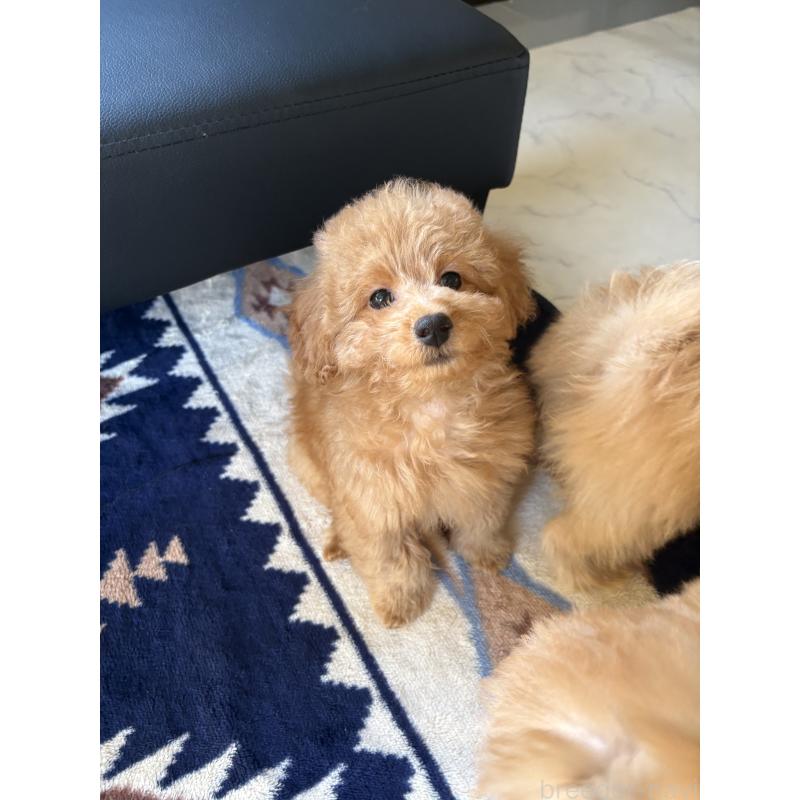 販売中の茨城県のミックス犬-433301の6枚目