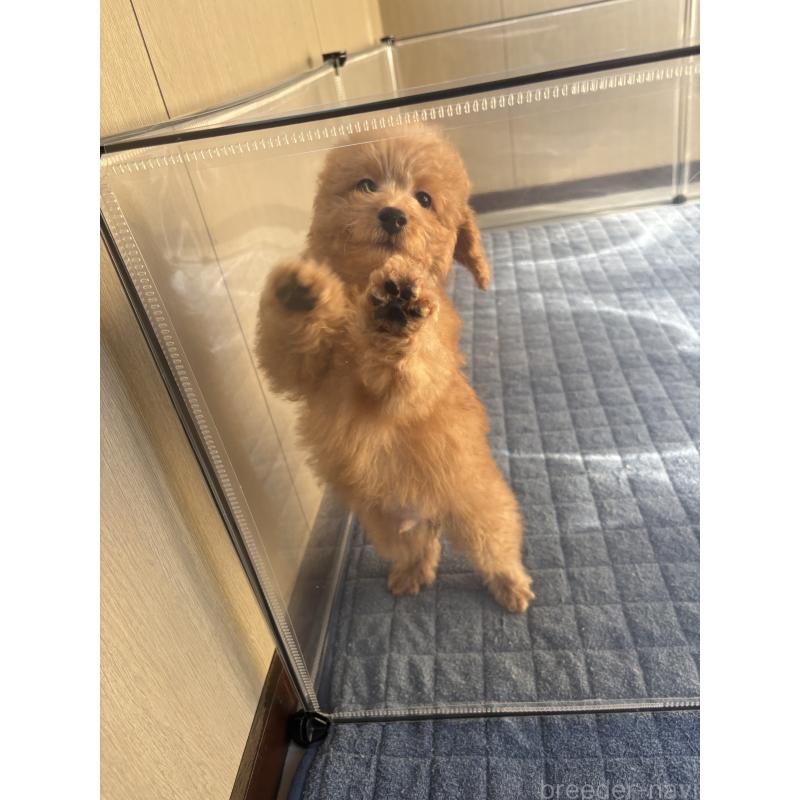 販売中の茨城県のミックス犬-433301の5枚目