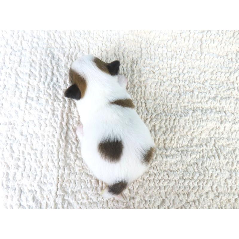 販売中の千葉県のパピヨン-433302の5枚目