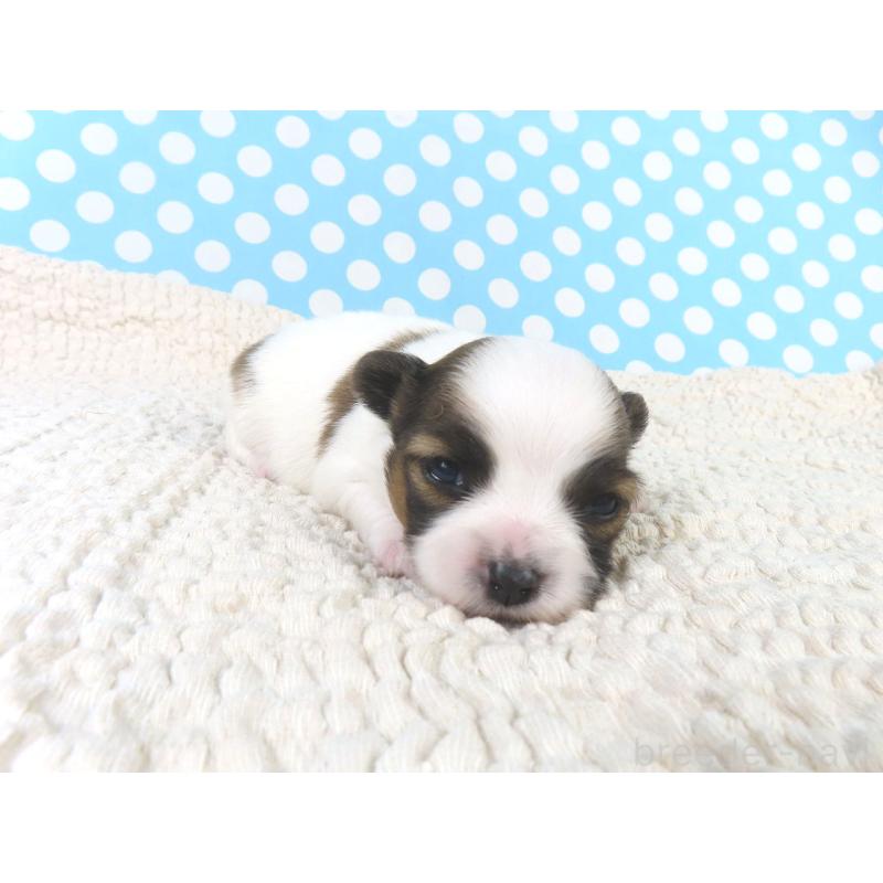 販売中の千葉県のパピヨン-433302の4枚目