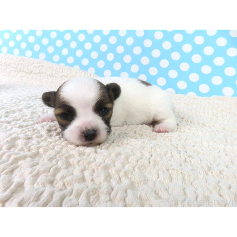 販売中の千葉県のパピヨン-433302の3枚目