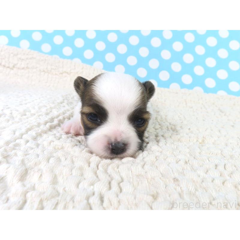 販売中の千葉県のパピヨン-433302の2枚目