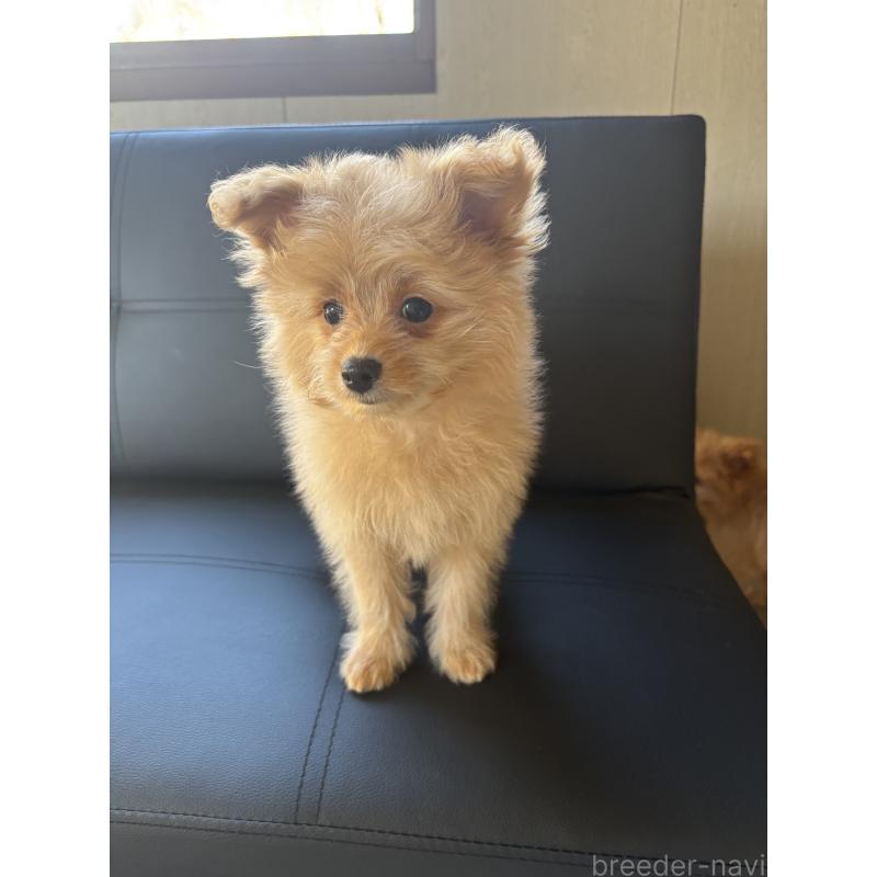 販売中の茨城県のポメプー:ポメラニアン×トイプードル-429918の7枚目