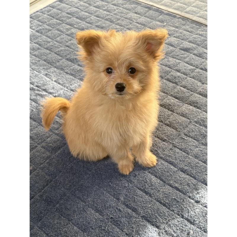 販売中の茨城県のポメプー:ポメラニアン×トイプードル-429918の6枚目