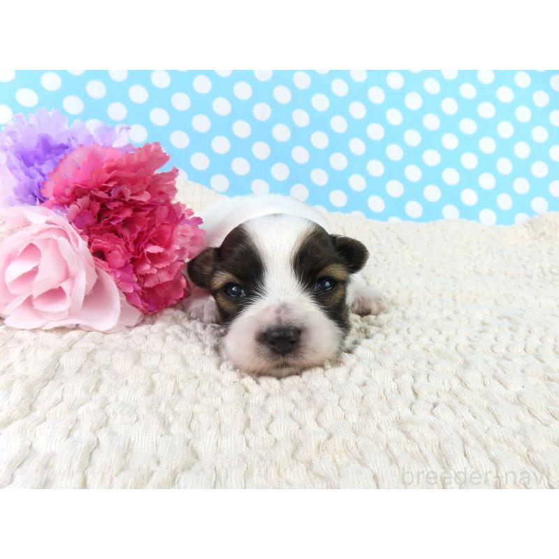 販売中の千葉県のパピヨン-433303の4枚目