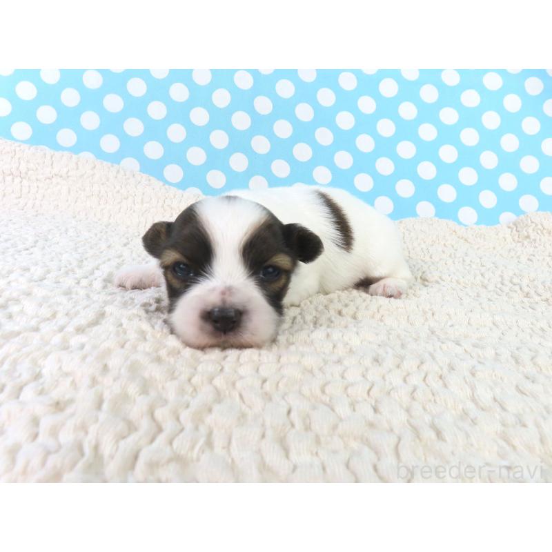 販売中の千葉県のパピヨン-433303の3枚目