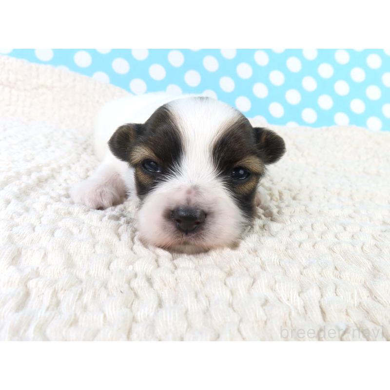 販売中の千葉県のパピヨン-433303の2枚目