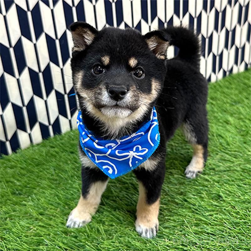 販売中の神奈川県の豆柴-433305の1枚目