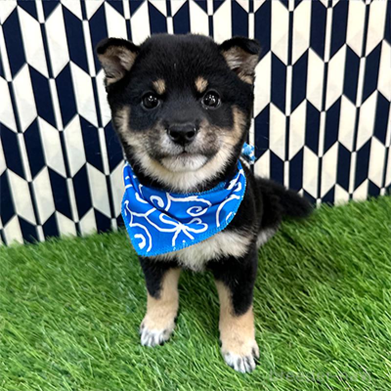 販売中の神奈川県の豆柴-433305の4枚目