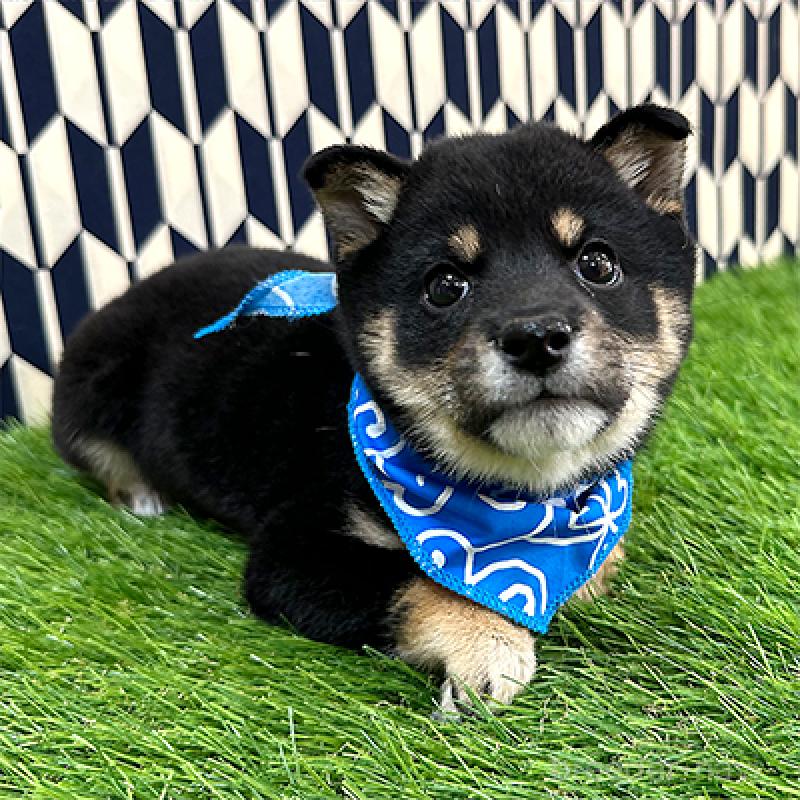 販売中の神奈川県の豆柴-433305の3枚目