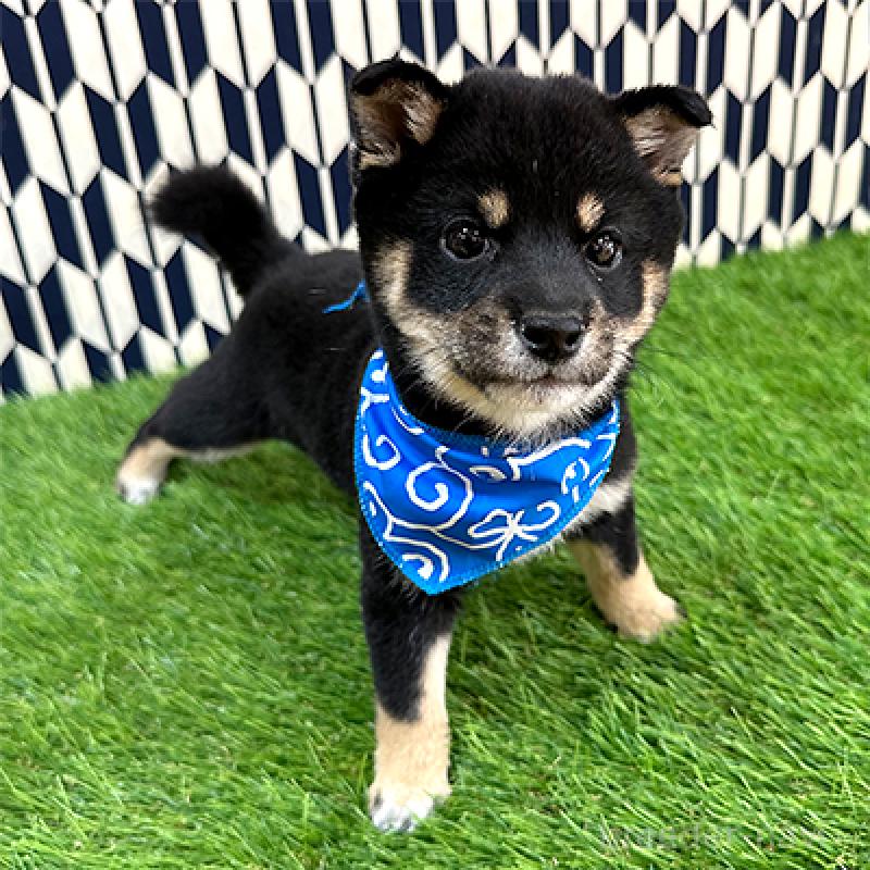 販売中の神奈川県の豆柴-433305の2枚目