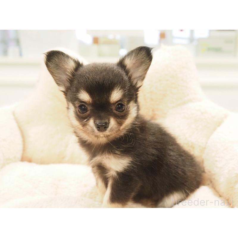 販売中の愛知県のチワワ(ロングコート)-433304の11枚目