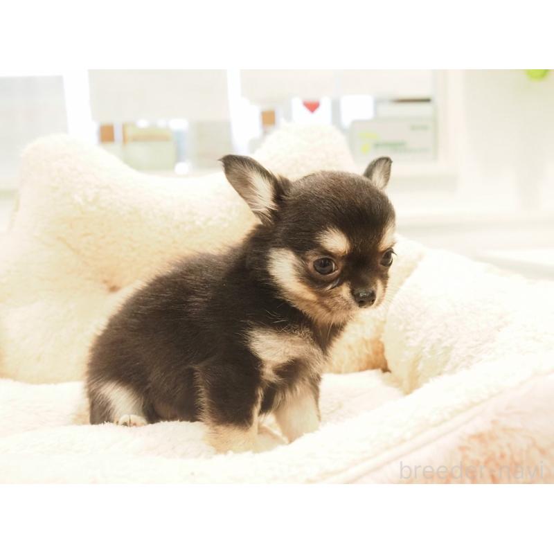 販売中の愛知県のチワワ(ロングコート)-433304の10枚目