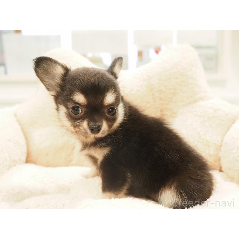 販売中の愛知県のチワワ(ロングコート)-433304の9枚目