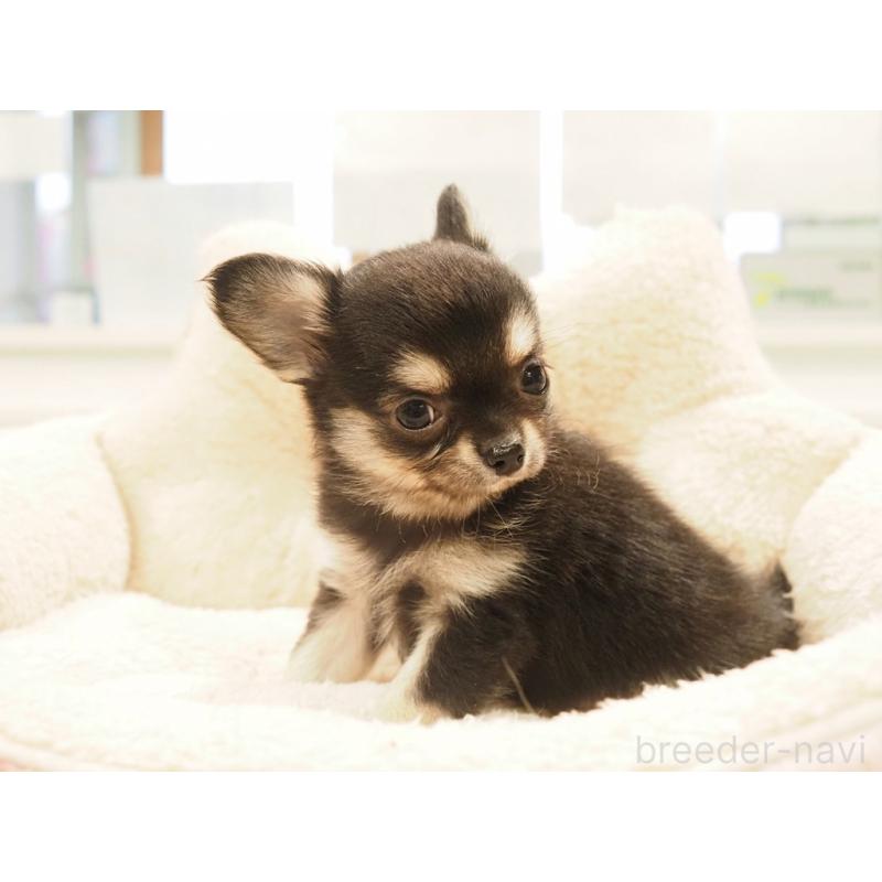 販売中の愛知県のチワワ(ロングコート)-433304の8枚目