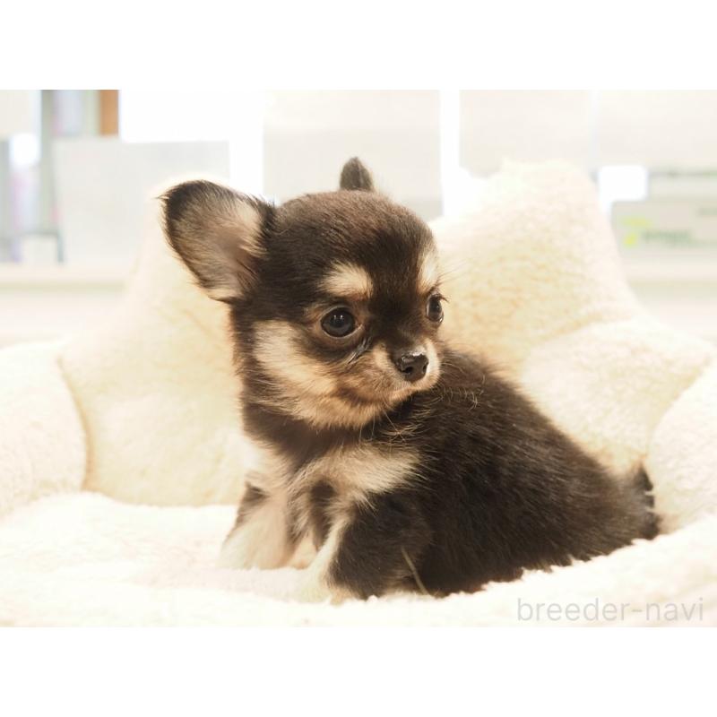 販売中の愛知県のチワワ(ロングコート)-433304の7枚目