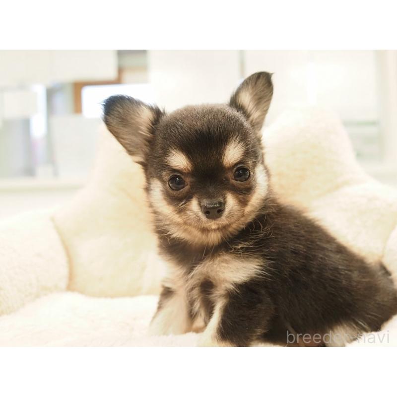 販売中の愛知県のチワワ(ロングコート)-433304の6枚目