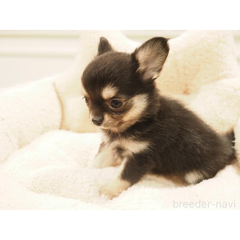 販売中の愛知県のチワワ(ロングコート)-433304の5枚目