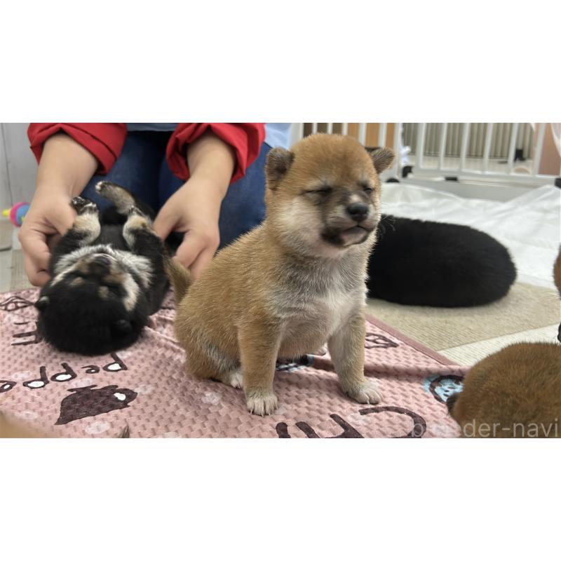 販売中の鹿児島県の豆柴-432165の5枚目