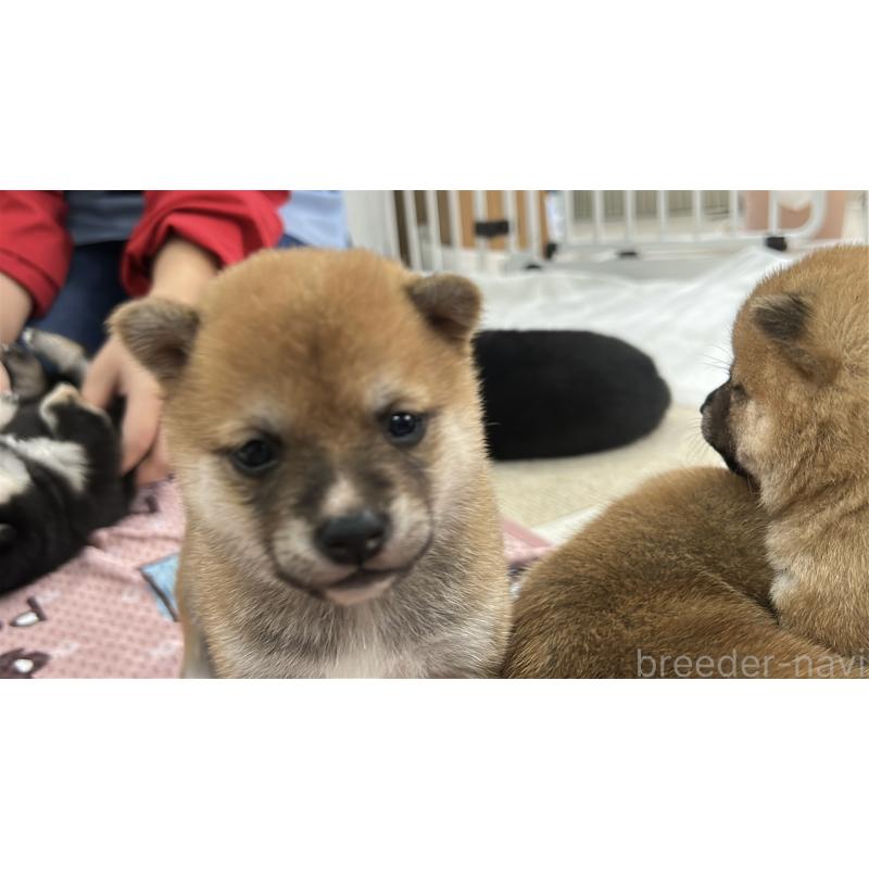 販売中の鹿児島県の豆柴-432165の4枚目