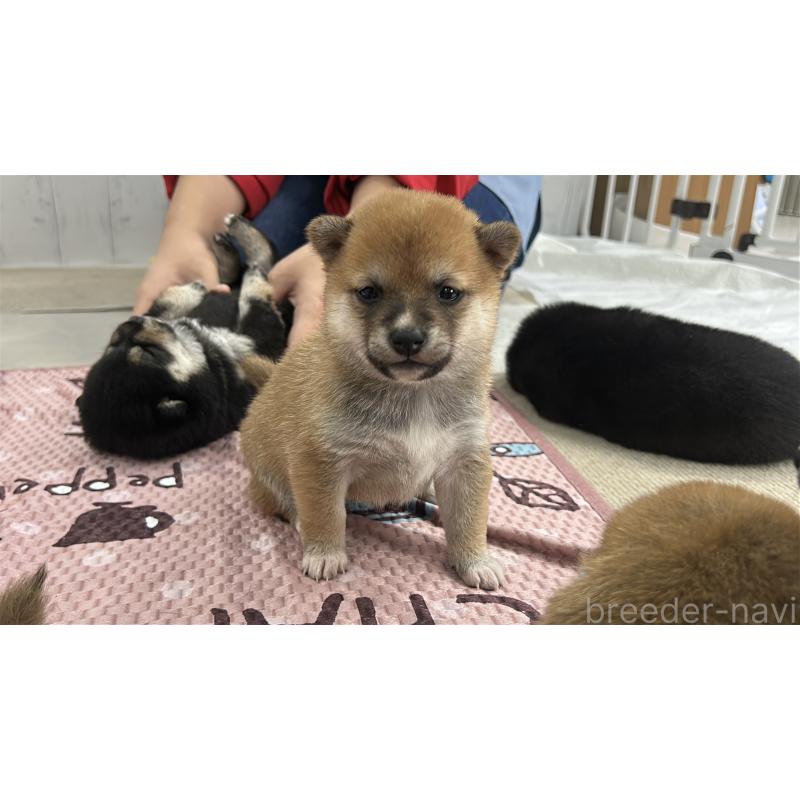 販売中の鹿児島県の豆柴-432165の2枚目